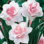 RADHA KRISHNA AGRICULTURE DAFFODILOMATIC COMPOUND FLOWER BULBS FOR HOME CULTIVATION (PINK CHARM, PACK OF 20 BULBS)(RADHA KRISHNA AGRICULTURE).