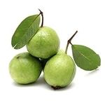 Veenas Fresh Guava Small | 1KG | 100% Fresh Fruit | Indian Origin