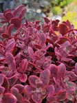 Perennial Farm Marketplace Sedum Sunsparkler® 'Wildfire' (Stonecrop) Groundcover, 1 Quart, Rose Pink Flowers