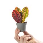 Baby Joseph's Coat Plant - Codiaeum Petra Small Evergreen Houseplant | Air Purifying Indoor Plant for Home, Office, Kitchen, Bathroom | Grow Your Own Baby Plants