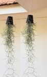 Nature Touch Spanish Moss | Tillandsia Usneoides | Easy to Care | Rare Air Plant in Small Net Pot (Combo of 1)