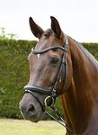 Rhinegold Softee Pro-Anatomic Flash Bridle