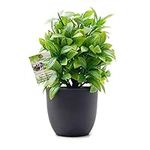 OFFIDIX Mini Plastic Eucalyptus Artificial Plants with Vase for Office desk, home and friends’ gift Fake Plant with Plastic Pots for Home Decoration (Green)