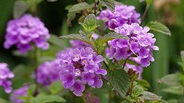 Aiden Gardens Purple Trailing Lantana Live Plant Lantana montevidensis 1 Live Plant on Poly Bag