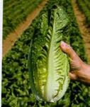 PREMIER SEEDS DIRECT Lettuce - Romaine - Parris Island COS - 2500 Seeds (Small Garden Packs)