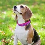 Dog Collar Personalized Dog Collar 