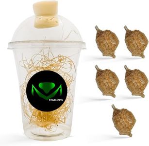 Chinese Praying Mantis Ootheca Egg Case with Hatching Habitat Transparent Cup - Five Egg Case - Beneficial for Stem Education and Gardening, Egg Case Produces Approximately up to 400 Baby Nymphs