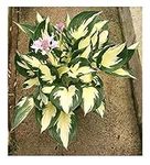 Hosta Whirlwind ex 2 Litre Pot