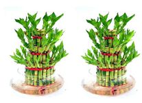 Kreative Marche Green Lucky Bamboo Three Layer Round Glass Pot- Gift A Plant & Good Luck - Best for Office & Home Indoor Garden PACK OF 2