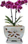 Grdthzey Orchid Pots with Holes Squ