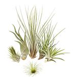 5 Tillandsia Mix Plus 1 Extra, Air Plants