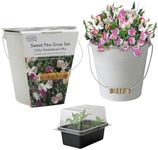 Pronto Seeds Sweet Pea Little Sweet