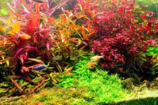 50 RED & Pink Bunched Live Aquarium Plants - Aquatic Plants for Your Fish Tank