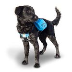 Kurgo Baxter Dog Backpack, Hiking Pack for Dogs, Lightweight, Reflective, Coastal Blue