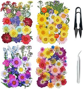Cayway 160 Pz Naturales Flores Prensadas Secas con Pinzas Tijeras, Flores Secas Reales para Resina para Resina Scrapbooking Artesanía de Bricolaje, Joyería de Resina Epoxi, Fabricación de Jabón