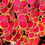 Berberis thunbergii 'Orange Sunrise' Japanese Barberry Potted Garden Shrub (20-30cm (Incl. Pot))