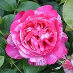 Heirloom Roses Nearly Thornless Rose Plant - Raspberry Cream Twirl™ Pink and White Rose Bush, Climbing Roses Live Plant for Planting Outdoors