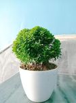 Growing Plants Live Bonsai Bushy Table Kamini tree house plant With Black Plastic Pot