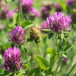 Outsidepride Perennial Red Clover Seeds - 2 lbs. Self-Seeding, Nitrocoated, Inoculated Clover Seeds for Lawn, Yard, Forage, Pasture, Hay, Nitrogen Fixation, Soil Improvement & Crop Rotation Programs