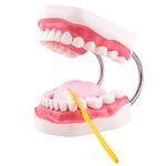 Ultrassist Dental Teeth Model, Ideal Brushing Teaching Dental Tooth Model for Kids and Childrean, 6 Times Enlarge, Includes Toothbrush