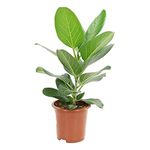 INGLIS PLANTOPIA Live Banyan Tree- Bargad Plant Healthy Outdoor Plant with Plastic Pot