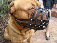 L&J Pets Uk Light leather Dog Muzzle for Dogue de Bordeaux and Bullmastiff and Other