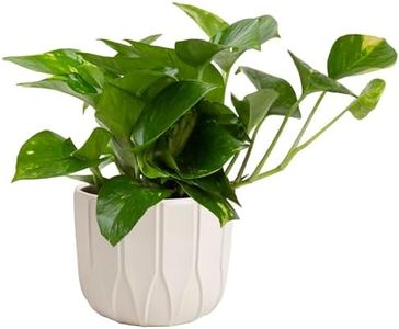 Costa Farms Pothos Plant, Devil's Ivy in Decorative Pot, Easy to Maintain, Air Purifying Indoor Houseplant, Trellis, Shelf, Room, or Office Decor, House Warming Gift, 8-12 Inches Tall