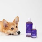 Klean Gypsy Natural Lavender & Rosemary Shampoo for Dogs and Cats - Volume-Boosting, Soothing, and Strength-Enhancing