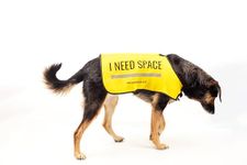 Yellow Dog UK Dog Vest - "I NEED SPACE" (Large)