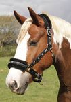 Rhinegold Logo Headcollar fleece trim - Cob - Black