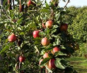 Fresh Red Delicious Apples