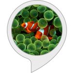 Fish Aquarium Screensaver for Echo Show