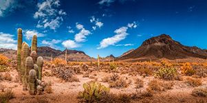 BannersNStands Reptile Habitat, Terrarium Background, Blue Sky with Mountains & Cactus - (Various Sizes) (48" L x 21" H) 75 Gallon