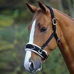 Horse Master Padded Headcollar Halter - Flexible Lunging Cavesson with Comfortable Fleece Lining and Adjustable Buckle Closure Elegant Stable Accessories Equipment (Full, Black)