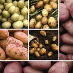 Potato Must Have Collection 5kg Desiree, King Edward, Charlotte, Maris Peer, Pentland Javelin Seed Potatoes Veg Plants Easy to Grow Your Own (1x 1kg of Each Variety) by Thompson and Morgan