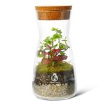 Complete Bottle Terrarium Kit: Create Your Own Miniature Garden Oasis | Includes Glass Container, PLANTS, Substrates, Cork Lid