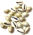 DS1 Natural Kawdi, Kaudi, Kowdi, Cowrie, Koudi, Kodi Shells- Set of 21 for Laxmi Pooja/puja