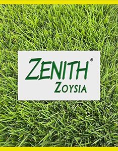 Zenith Zoy