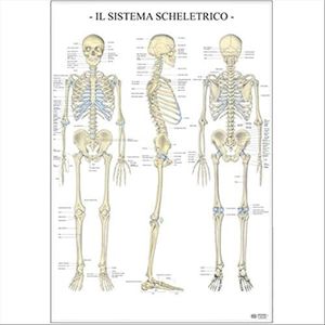 Il Sistema scheletrico dell'uomo