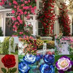 Ritz Farming® Climbing rose Flower seeds for Home and Gardening Pack of 200 seeds (dark pure pink)