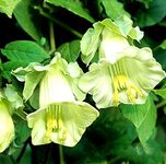 Vsorce4u 12 x Cup and Saucer Vine White - 12 Seeds - Cobaea Scandens - Annual Climber Flower