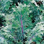 500 Organic Red Russian Kale Seeds for Planting Heirloom Non GMO 1.75+ Grams Garden Vegetable Bulk Survival