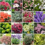 [x12] Small Garden Shrub Collection | Variety-Pack | Shrubs | Pot Plants