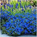 1 Litre | Lithodora Diffusa 'Heavenly Blue' | Evergreen Shrub | Pot Plant