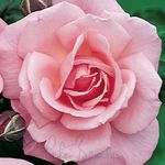 Peter Beales Roses Dancing Queen Climber Rose. Large Bright Pink, Fully Double Blooms are Produced continuously Throughout The Summer. Lovely Fragrance.