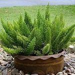 Outsidepride Asparagus Fern Meyeri 