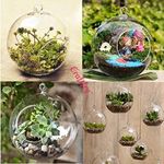 Plants For Terrariums