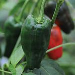 Chilli Pepper 'Padron' Seeds Half Hardy Annual Vegetable Garden Plants Easy to Grow Your Own 'Padron' 1 Packet of 10 Seeds by Thompson and Morgan