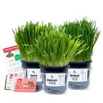 3 Fresh Live Cat Grass (Oats, Barley, Wheat) | A Taste of the Outdoors for Indoor Cats | Ready to Eat | Grown in the UK | Aids Digestion & Hairballs | By Cat Mommy