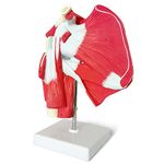 Muscled Shoulder Joint Model – Shows Complete Shoulder Musculature from Rotator Cuff to Subscapular Muscles – Includes Base, Product Manual and 3 Year Warranty